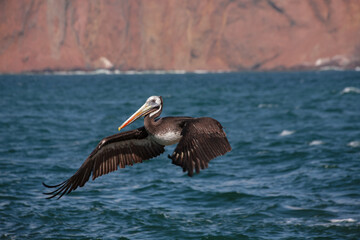 A Pelican flying in Paracas Natural Reserve, in Ica, Peru