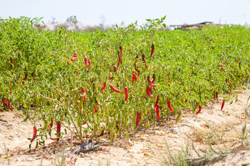 Fototapeta na wymiar Chili pepper field with green leaves nad mature fruits