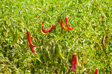 Chili pepper field with green leaves nad mature fruits