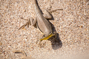 A lizard of the Paracas Natural Reserve, in Ica, Peru
