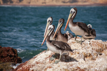 Birds of Paracas Natural Reserve, in Ica, Peru