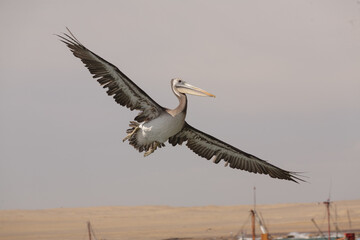 A Pelican flying in Paracas Natural Reserve, in Ica, Peru