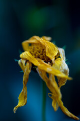 yellow flower