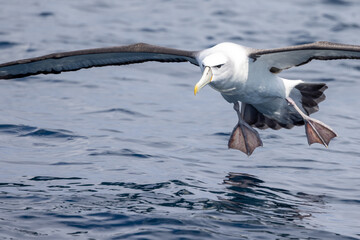 White-capped Mollymawk in Australasia