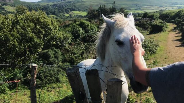 Person scratching top of white horses head behind barbed wire fence