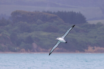 White-capped Mollymawk in Australasia