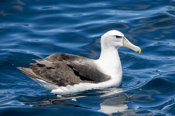 White-capped Mollymawk in Australasia
