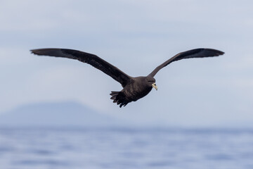 White-chinned Petrel in Australasia