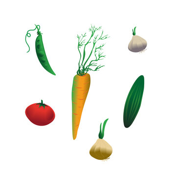 Set of vegetables. Vector images of carrots, peas, tomato, cucumber, garlic, onion.