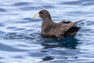 White-chinned Petrel in Australasia