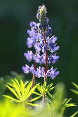 flowers in the garden