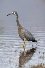 White-faced Heron in Australasia
