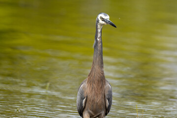 White-faced Heron in Australasia