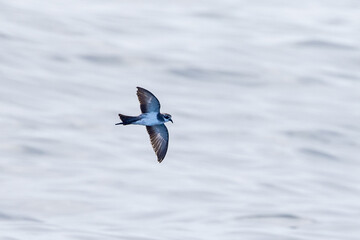 White-faced Storm Petrel in New Zealand