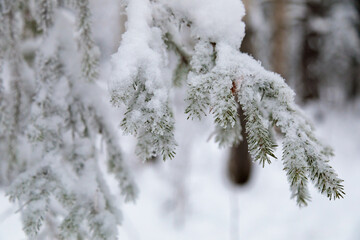 Large fir trees in a snowy forest. White fluffy snow on the branches of trees