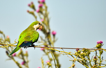 Myiopsitta Monachus, Green Bird in the Field
