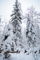Large fir trees in a snowy forest. White fluffy snow on the branches of trees