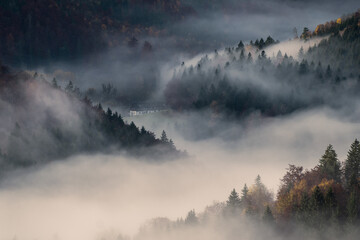 house in the middle of a foggy autumn forrest in moody atmosphere