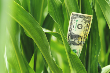 Corn farming profit concept, american dollar bill in maize crops field