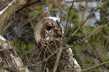 Eastern Screech Owl hiding in a tree cavity 