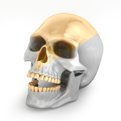 Silver skull with gold teeth. Art concept. 3D rendering