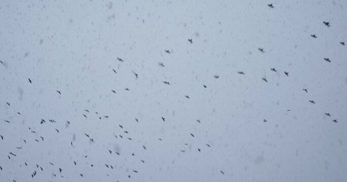4K Stock Footage of birds flying over the sky during a snowfall blizzard in Vancouver, Canada