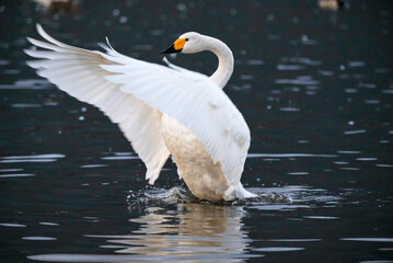 Beautiful flapping swan, 2021/11/3