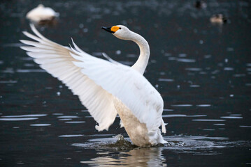 Fototapeta na wymiar Beautiful flapping swan, 2021/11/3