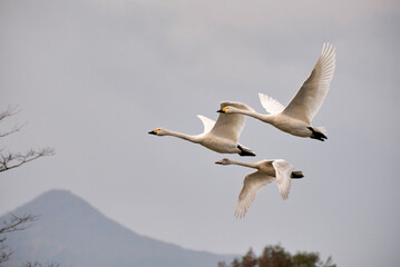 Soaring tundra swan, 2021/11/3