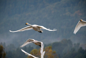 Soaring tundra swan, 2021/11/3