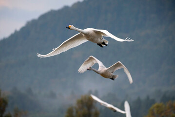 Soaring tundra swan, 2021/11/3