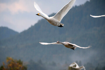 Soaring tundra swan, 2021/11/3