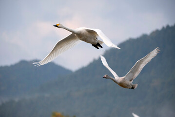 Soaring tundra swan, 2021/11/3