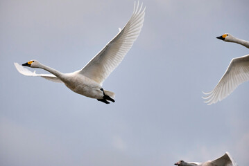 Soaring tundra swan, 2021/11/3