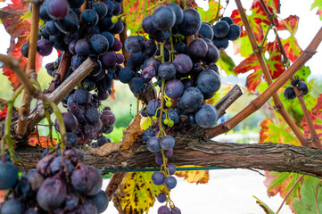 grapes for wine