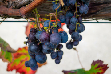 grapes for wine