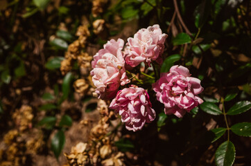 pink flowers in the garden