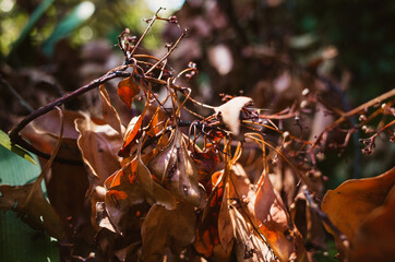 autumn leaves on the tree