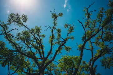tree and sky