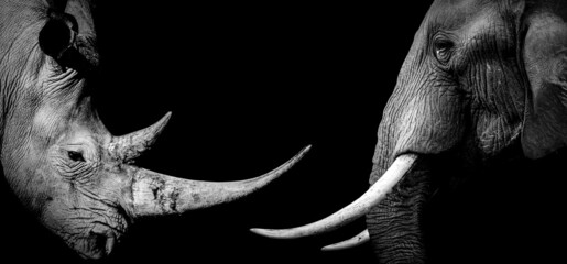 African Rhino Elephant , Rhinoceros wildlife animal isolated black white , Baner Panorama 
