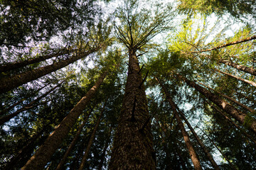 Big tall forest. Pine trees