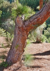 Obraz premium Kiefer im Botanischen Garten auf Gran Canaria