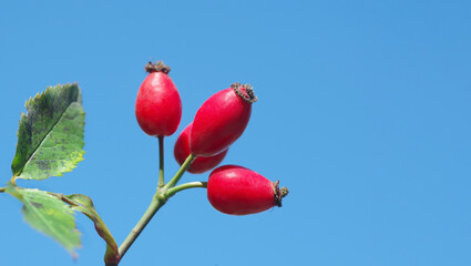 dog-rose. berries of red ripe rose hips on a background of blue sky.