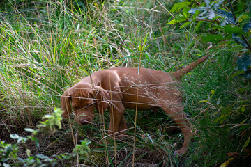puppy in the grass