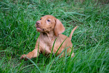 puppy in grass