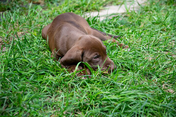 dog in grass