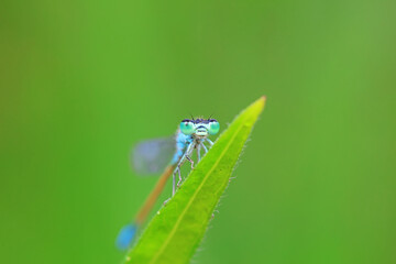damselfly, a dragonfly insect, North China