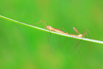 mosquito insect in the wild, North China