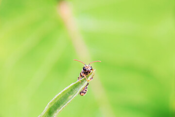 Fototapeta premium Bee insects in the wild, North China