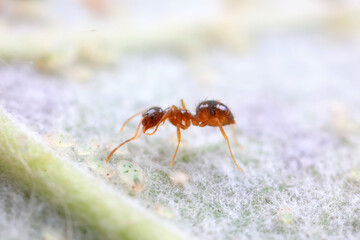 Ants in the wild, North China